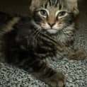 Photo of Toulouse Kitten