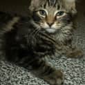 Photo of Toulouse Kitten