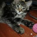 Photo of Toulouse Kitten