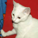Photo of Curlea Kitten
