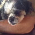 Photo of Shadow
