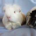 Photo of Spike And Rambo