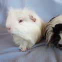 Photo of Spike And Rambo