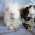 Photo of Spike And Rambo