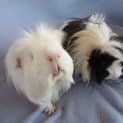 Photo of Spike And Rambo