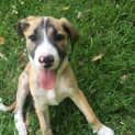 Photo of Hendrix ~ Mastiff X ~ Puppy (On Trial 23/2/16)