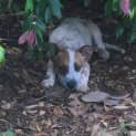Photo of Lucky