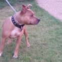 Photo of Hunter