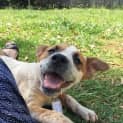 Photo of Lucky