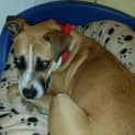 Photo of Lady