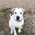 Photo of Narla Is In Kennels