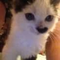 Photo of Kittens