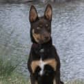 Photo of Callisto