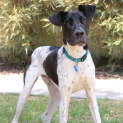 Photo of Snoopy