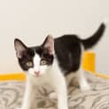 Photo of Indie