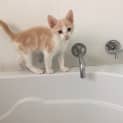 Photo of Kittens