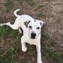 Photo of Narla Is In Kennels