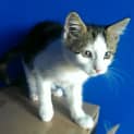 Photo of Feathertail