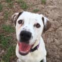 Photo of Narla Is In Kennels