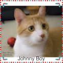 Photo of Johnny Boy