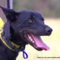 Photo of Maverick ~ Kelpie (On Trial 28/10/17)