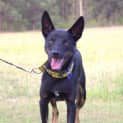 Photo of Maverick ~ Kelpie (On Trial 28/10/17)
