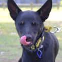 Photo of Maverick ~ Kelpie (On Trial 28/10/17)