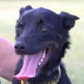 Photo of Maverick ~ Kelpie (On Trial 28/10/17)