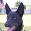 Photo of Maverick ~ Kelpie (On Trial 28/10/17)