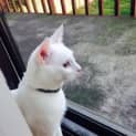 Photo of Snow And Beau