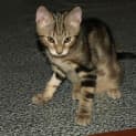 Photo of Dexter Kitten