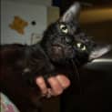 Photo of Midnight Adoption Fee $120