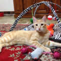 Photo of Nigel