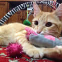 Photo of Nigel