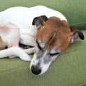 Photo of Cooper ~ Fun Loving Jack Russell (On Trial 4/05/16