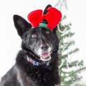 Photo of Sheeba