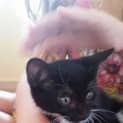 Photo of Shiraz