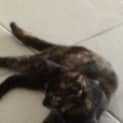 Photo of Macey