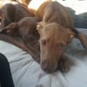 Photo of Penny