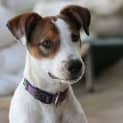 Photo of Darcy