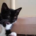 Photo of Shiraz