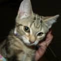 Photo of Cleopatra Kitten
