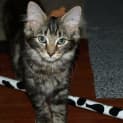 Photo of Toulouse Kitten