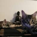 Photo of Toulouse Kitten