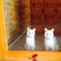 Photo of Snow And Beau