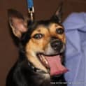 Photo of Poppy ~ Kelpie X Chihuahua (Trial 11/4/16)