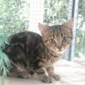 Photo of Skittles @ The Pet House, Tuggerah