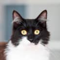 Photo of Sylvester