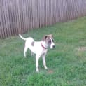 Photo of Django