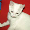 Photo of Curlea Kitten